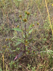 Bidens connata