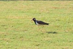 Vanellus indicus