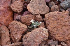 Stellaria longipes