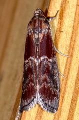 Euzophera ostricolorella