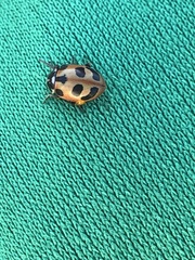 Hippodamia parenthesis