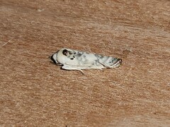 Antaeotricha