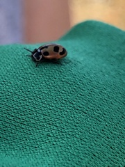 Hippodamia parenthesis