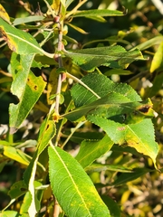 Salix eriocephala