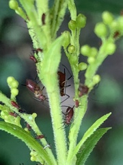 Uroleucon nigrotuberculatum