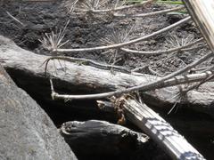 Darevskia daghestanica