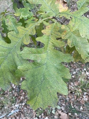 Quercus