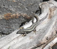 Darevskia daghestanica