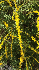 Solidago ulmifolia
