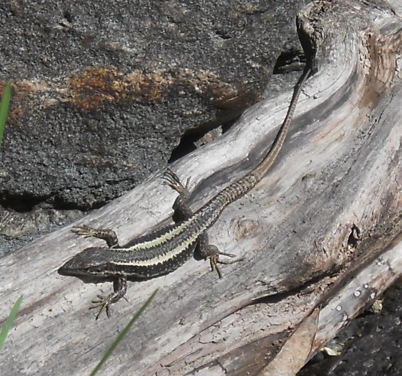 Dagestan Lizard