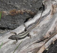 Darevskia daghestanica