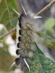 Halysidota