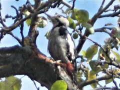Dendrocopos syriacus