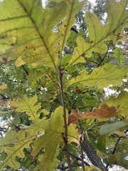 Quercus
