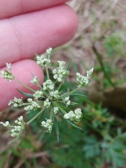Cicuta bulbifera