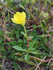 Oenothera