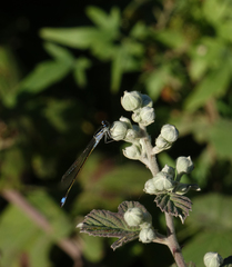 Ischnura elegans elegans