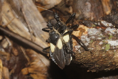 Apiomerus elatus