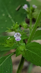 Mosla dianthera