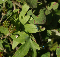 Ischnura elegans elegans