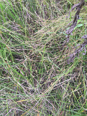 Scleria verticillata