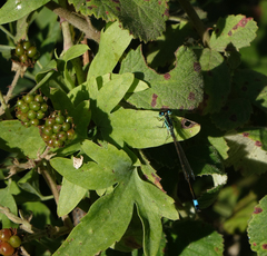 Ischnura elegans elegans