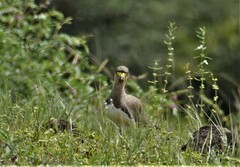 Vanellus malabaricus