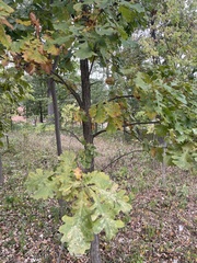 Quercus