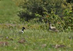 Vanellus indicus
