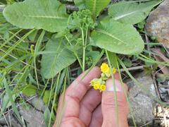 Primula veris macrocalyx