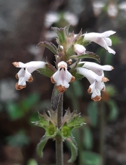 Stachydeae
