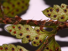 Polystichum oculatum