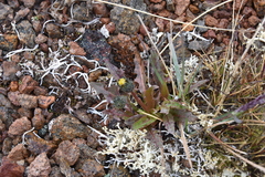 Taraxacum ceratophorum