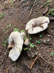 Russulaceae