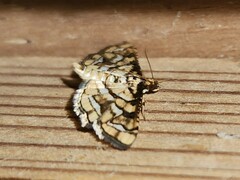 Hileithia magualis