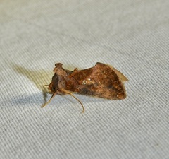 Argyrogramma verruca
