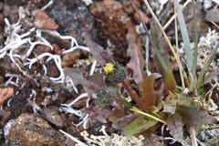 Taraxacum ceratophorum