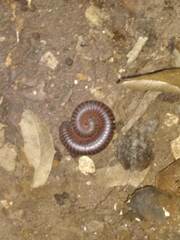 Diplopoda