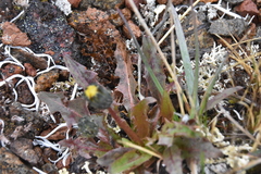 Taraxacum ceratophorum