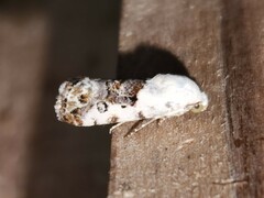 Ponometia phecolisca