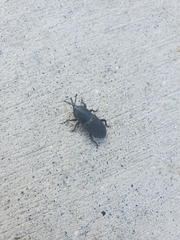 Scyphophorus acupunctatus