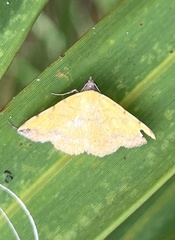 Hemeroplanis scopulepes