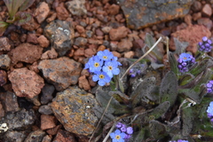 Myosotis asiatica