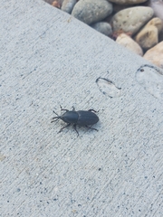 Scyphophorus acupunctatus