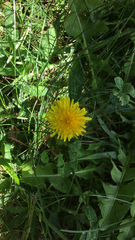 Taraxacum officinale