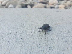Scyphophorus acupunctatus