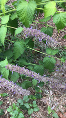 Agastache foeniculum