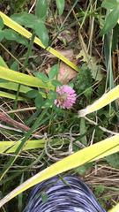 Trifolium pratense