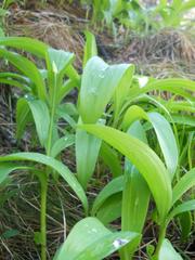 Allium victorialis