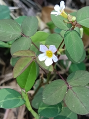 Oxalis barrelieri